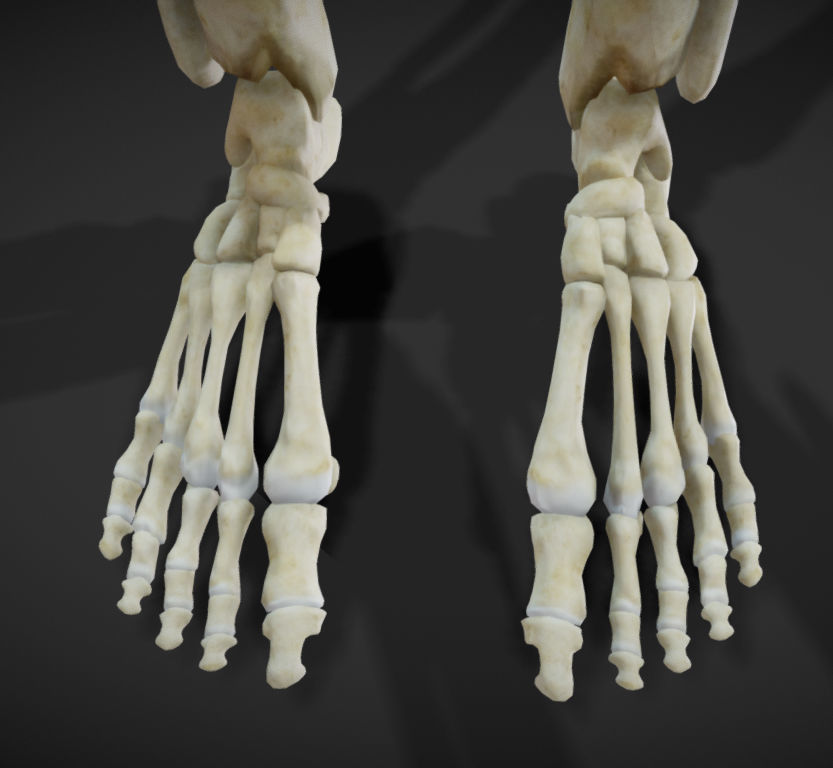 Female Skeletal System Skeleton Low-poly 3D model_8