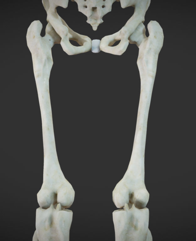 Female Skeletal System Skeleton Low-poly 3D model_4