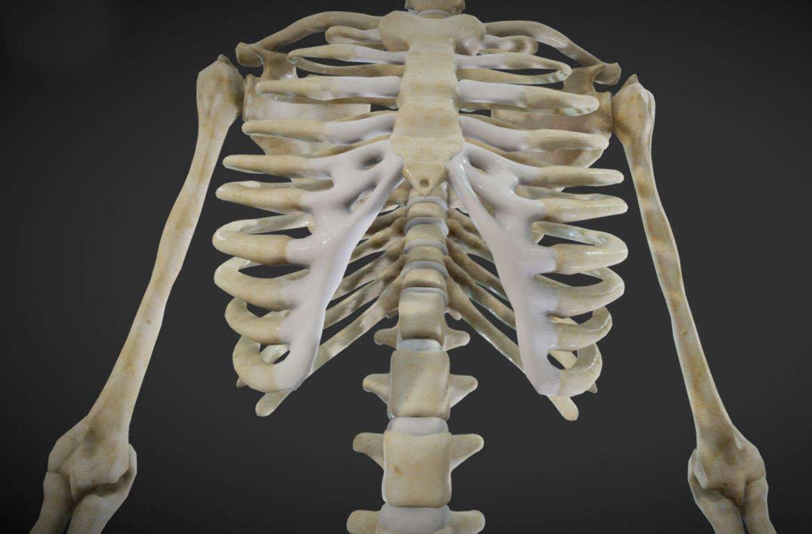 Female Skeletal System Skeleton Low-poly 3D model_13