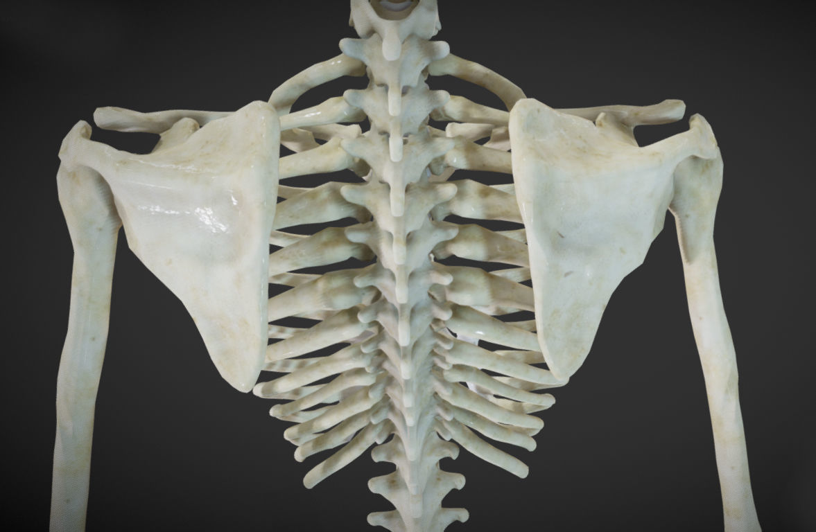 Female Skeletal System Skeleton Low-poly 3D model_20