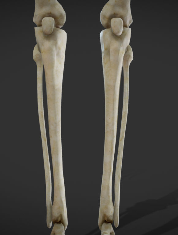 Female Skeletal System Skeleton Low-poly 3D model_9