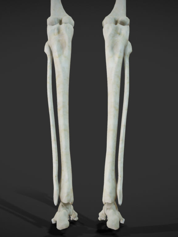 Female Skeletal System Skeleton Low-poly 3D model_5