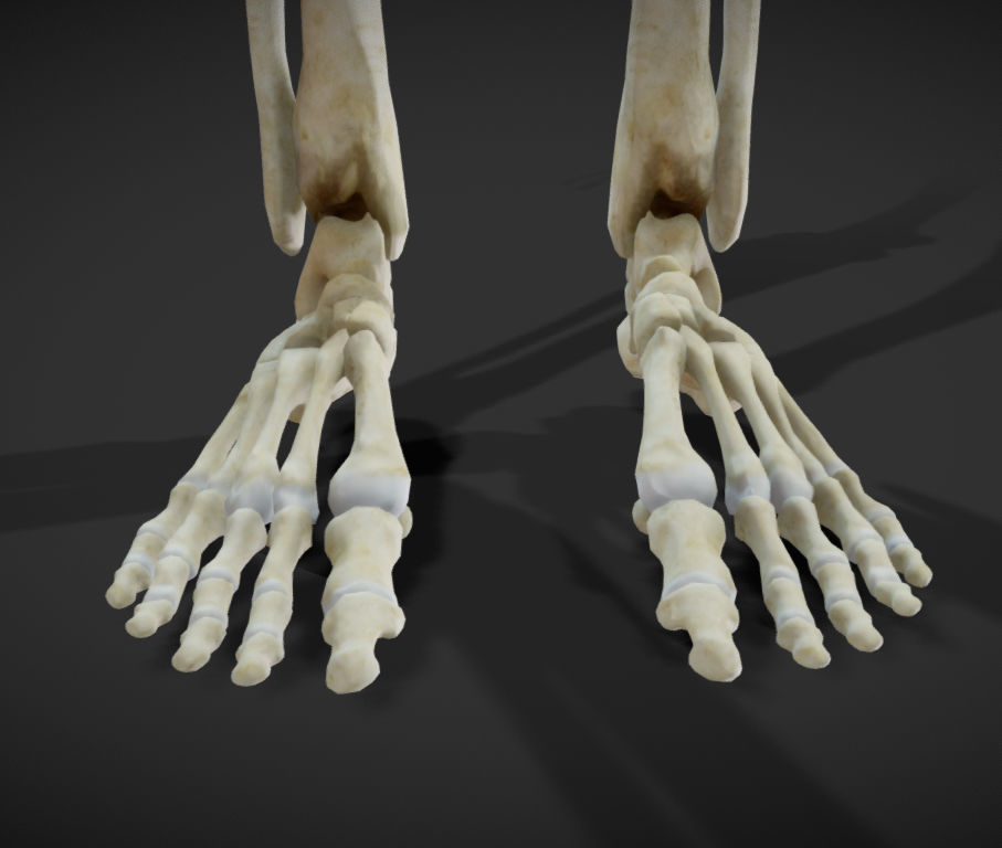 Female Skeletal System Skeleton Low-poly 3D model_6