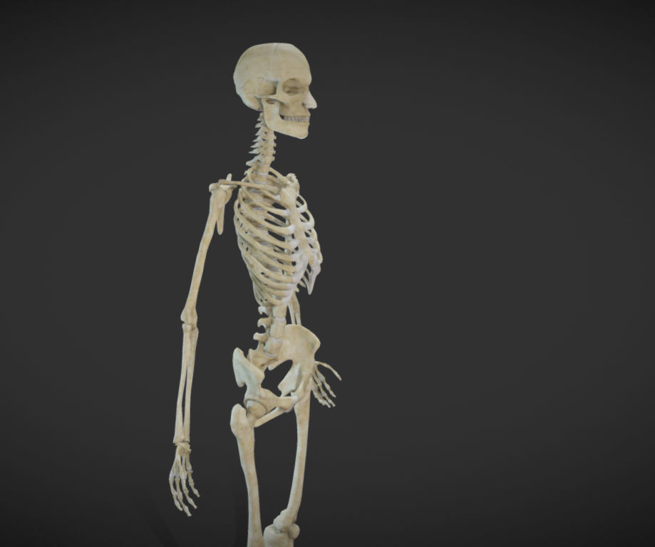 Female Skeletal System Skeleton Low-poly 3D model_15