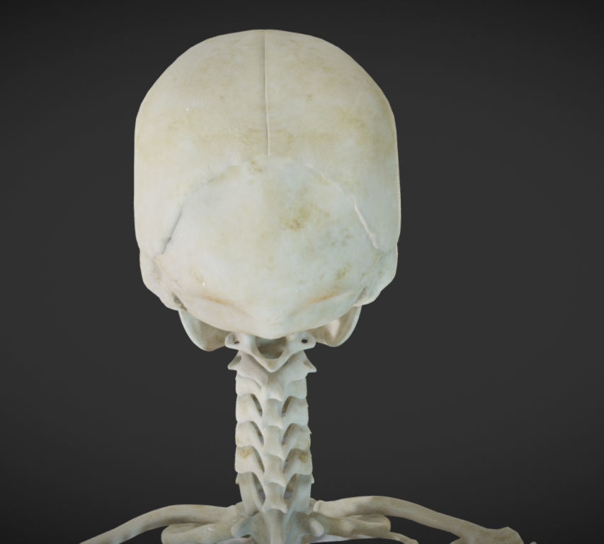 Female Skeletal System Skeleton Low-poly 3D model_19