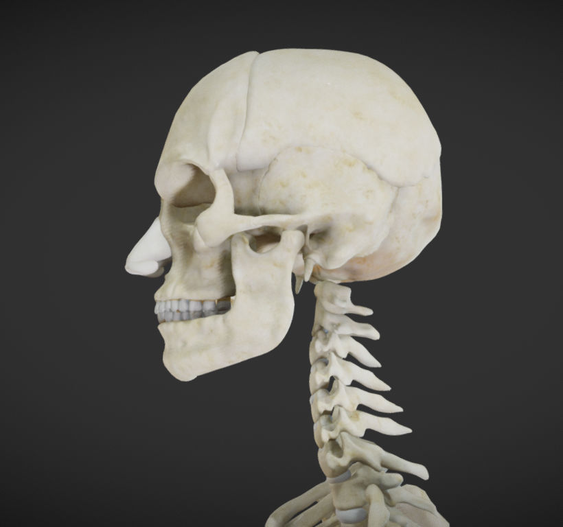 Female Skeletal System Skeleton Low-poly 3D model_18