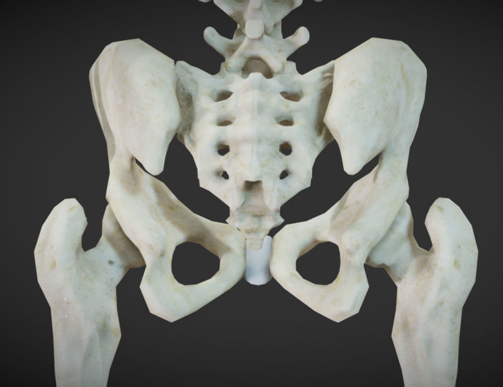 Female Skeletal System Skeleton Low-poly 3D model_14