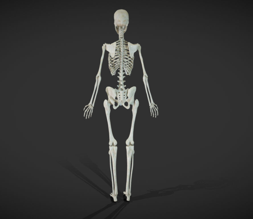 Female Skeletal System Skeleton Low-poly 3D model_11