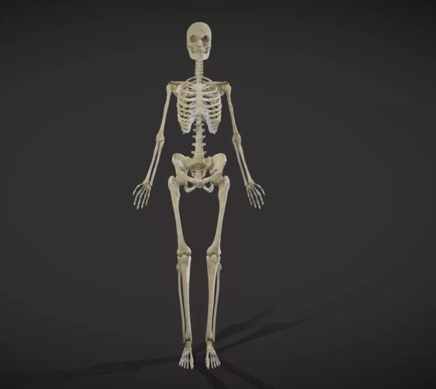 Female Skeletal System Skeleton Low-poly 3D model_0