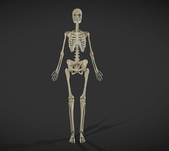 Female Skeletal System Skeleton Low-poly 3D model
