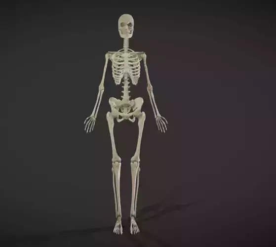 Female Skeletal System Skeleton Low-poly 3D model