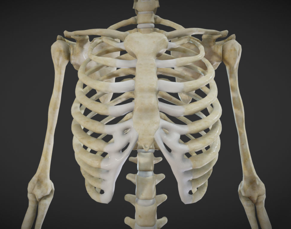 Female Skeletal System Skeleton Low-poly 3D model_21