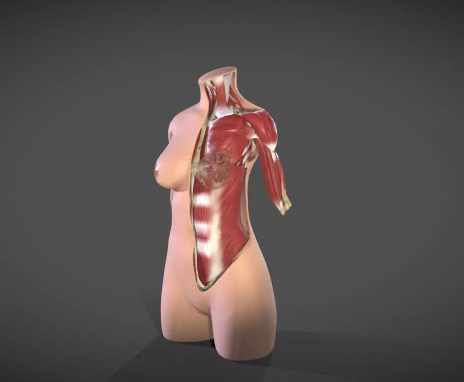 Female Torso Muscle Anatomy Low-poly 3D model