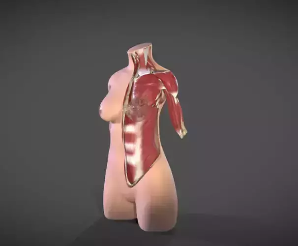 Female Torso Muscle Anatomy