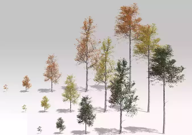 Seasonal Quaking Aspen Model in Multiple Growth Stages 3D model