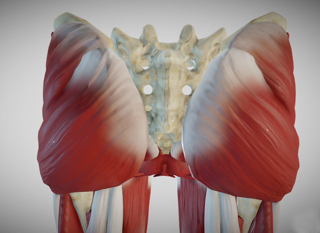Female lower limb anatomy Low-poly 3D model_13