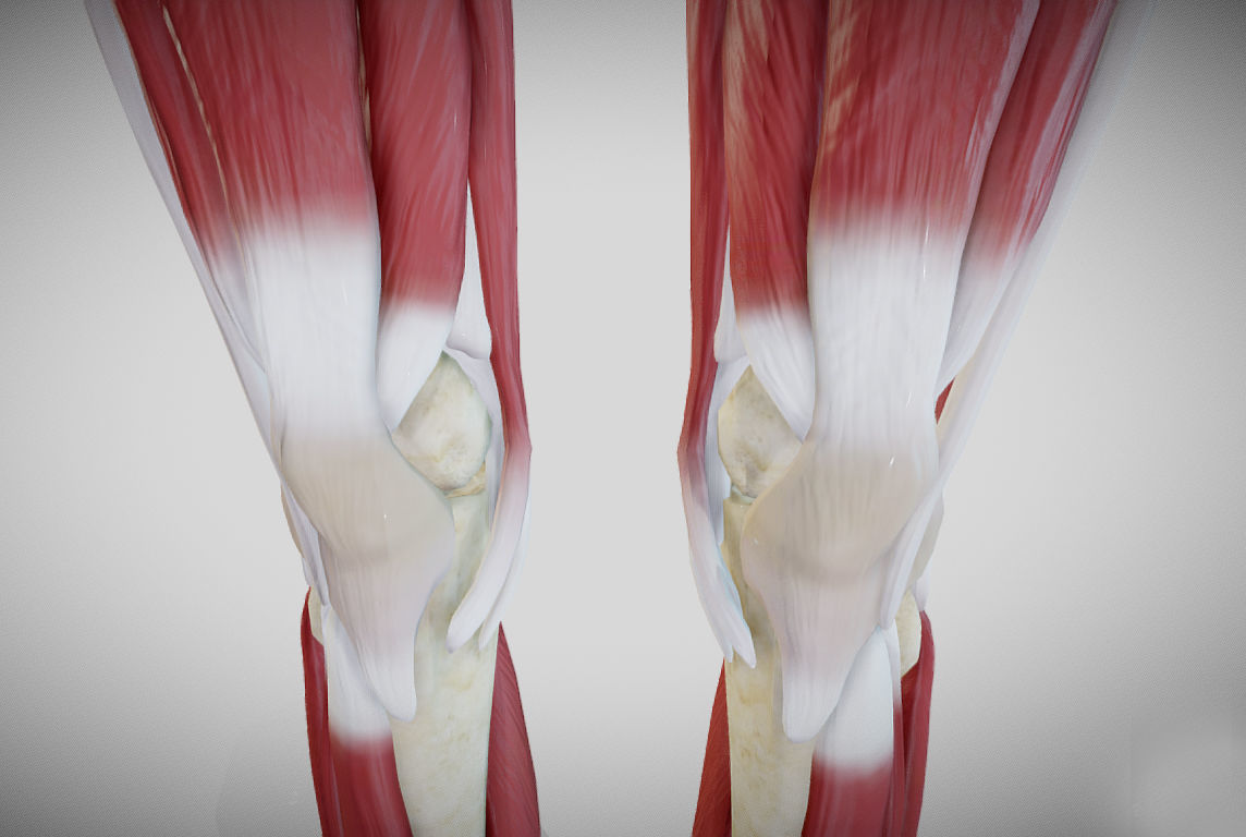 Female lower limb anatomy Low-poly 3D model_26