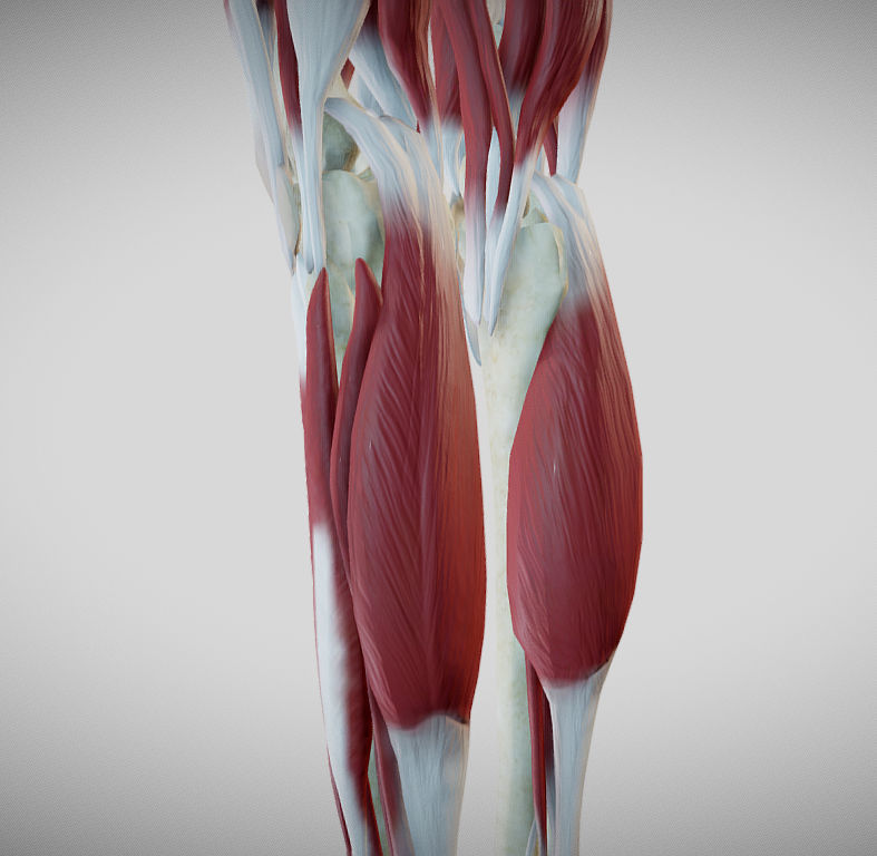 Female lower limb anatomy Low-poly 3D model_25