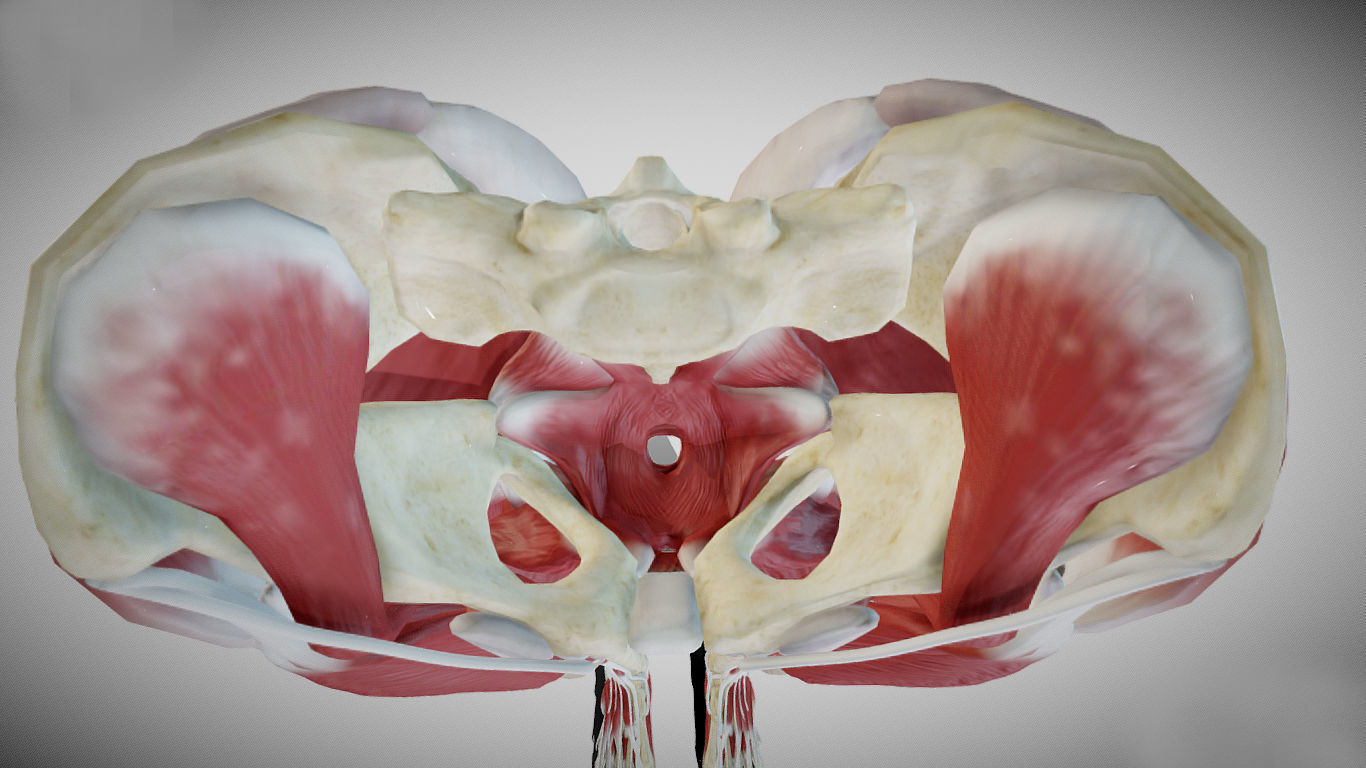 Female lower limb anatomy Low-poly 3D model_2