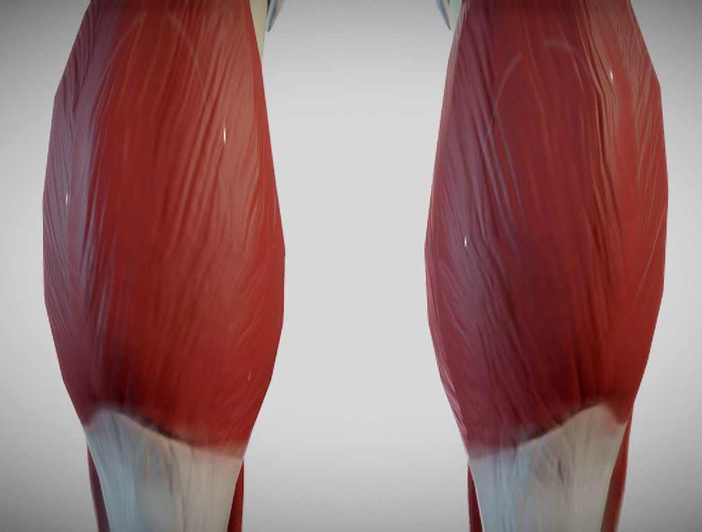 Female lower limb anatomy Low-poly 3D model_18