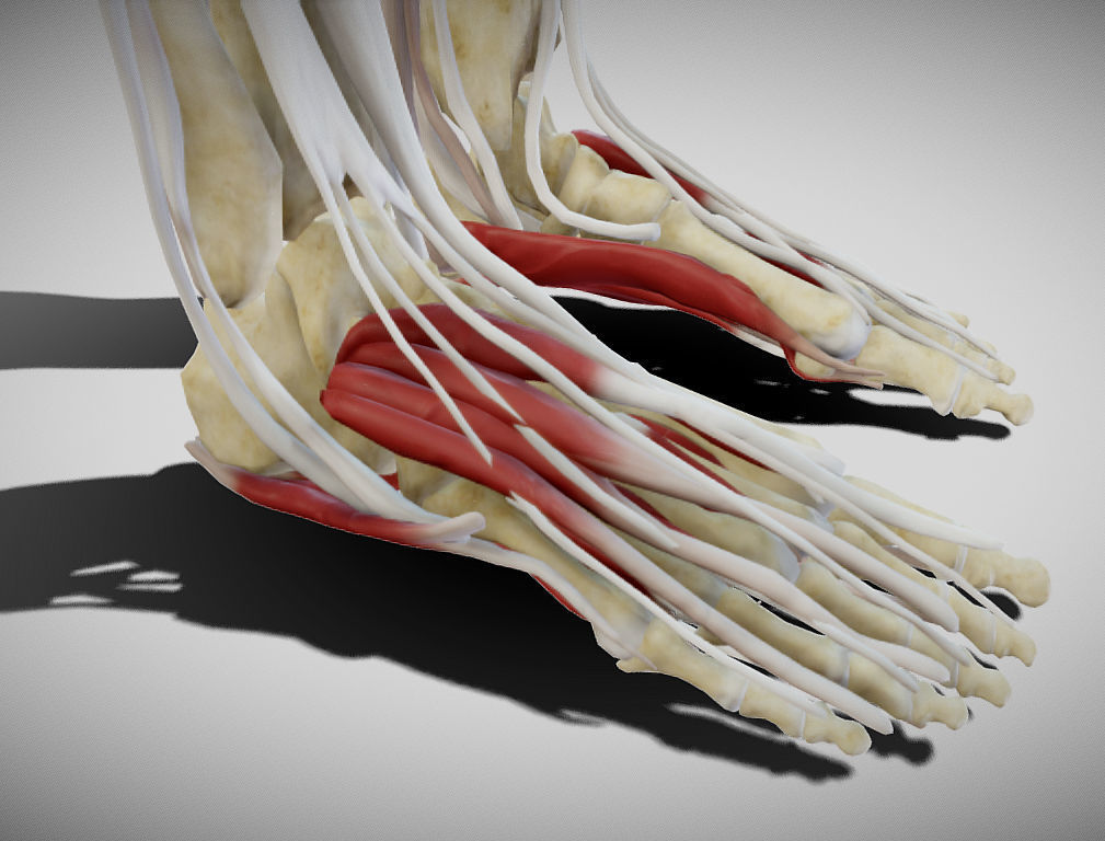 Female lower limb anatomy Low-poly 3D model_24