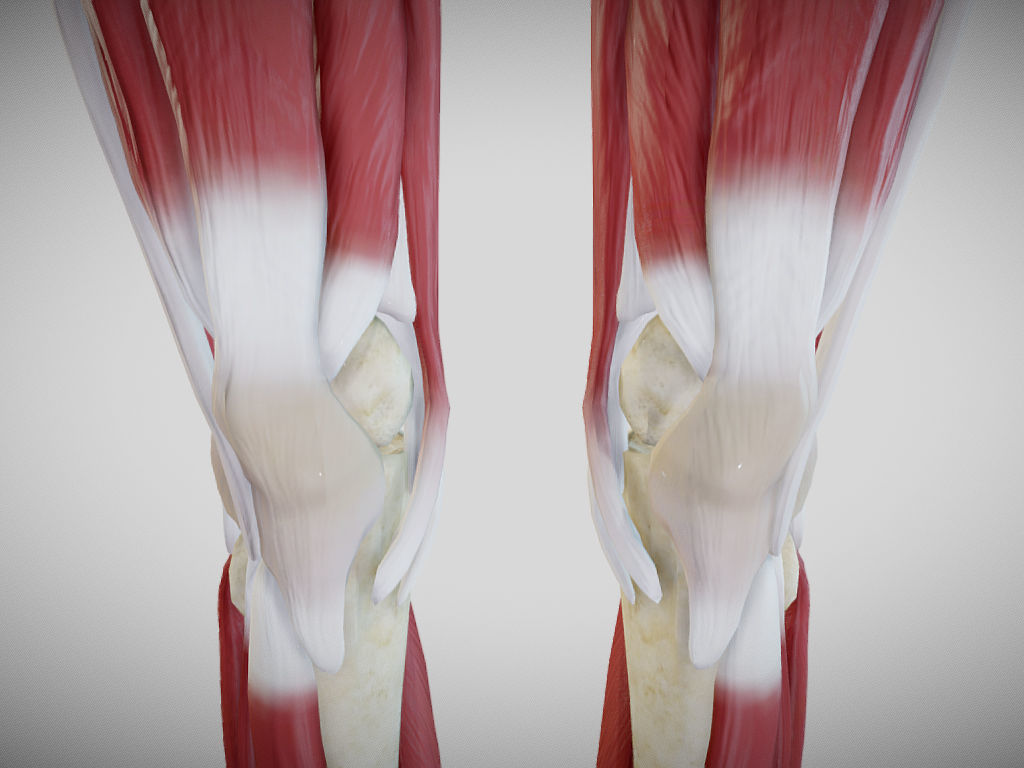 Female lower limb anatomy Low-poly 3D model_3