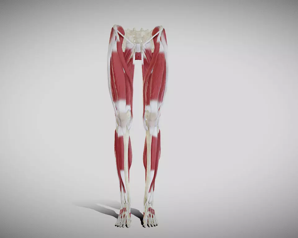 Female lower limb anatomy Low-poly 3D model_0