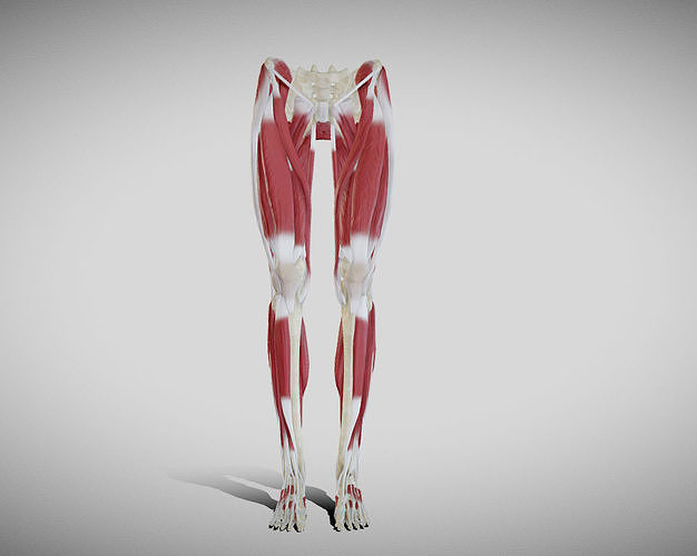 Female lower limb anatomy Low-poly 3D model