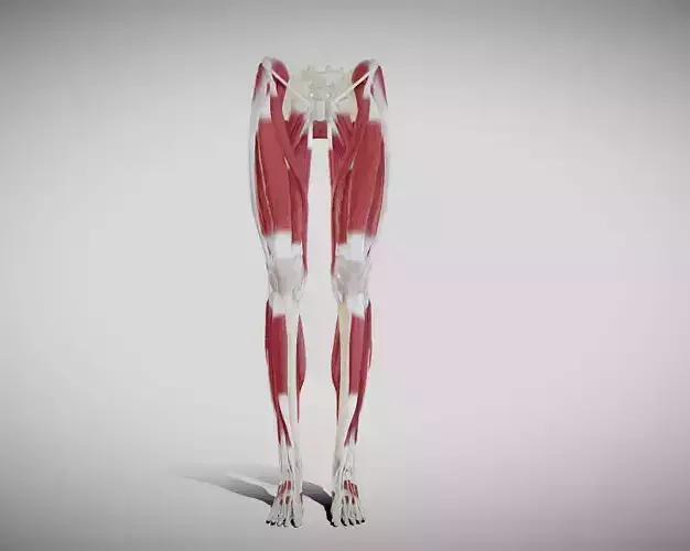 Female lower limb anatomy Low-poly 3D model