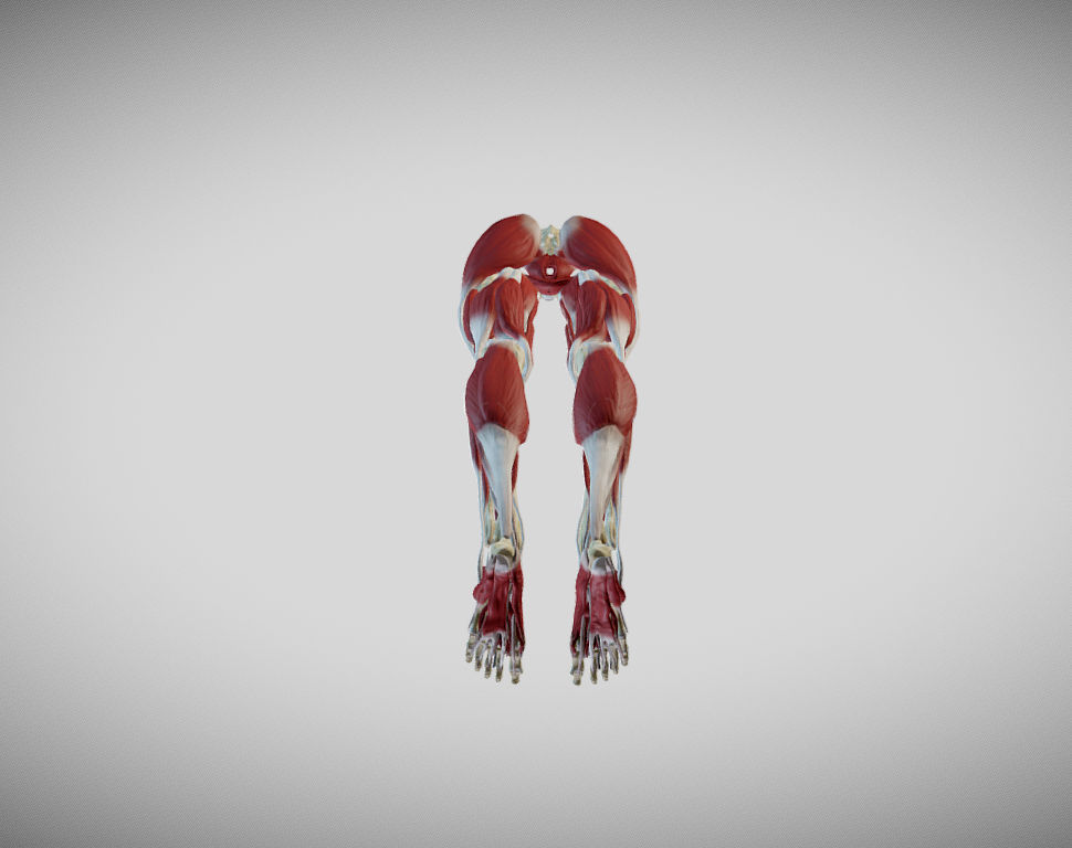 Female lower limb anatomy Low-poly 3D model_21