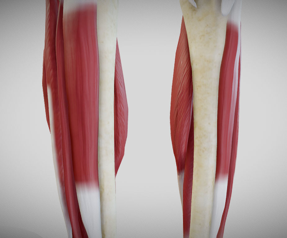 Female lower limb anatomy Low-poly 3D model_7