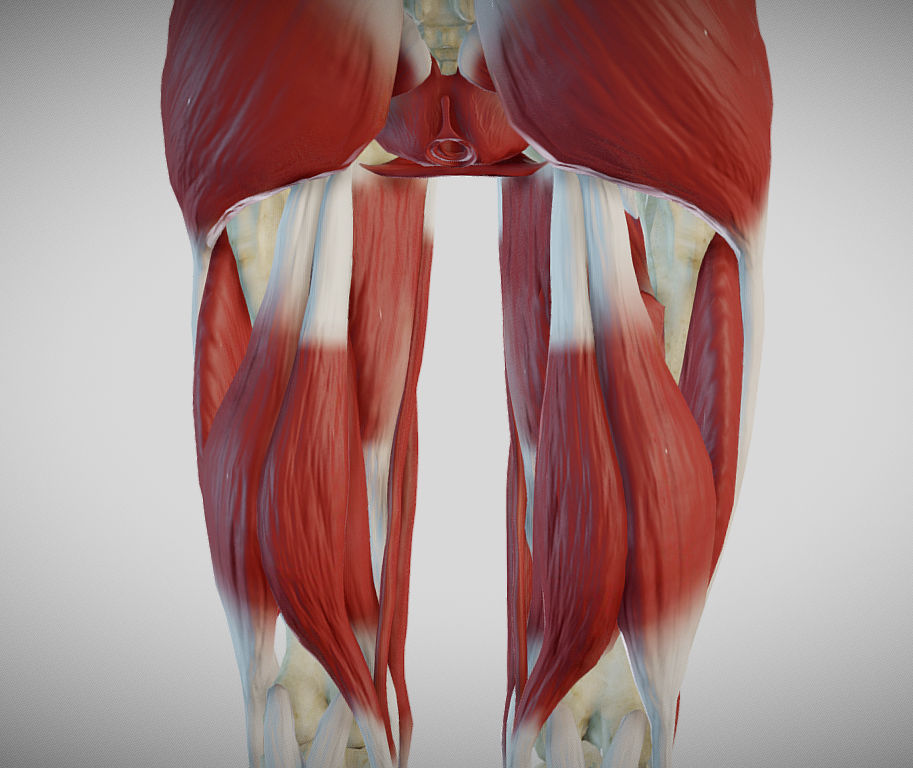 Female lower limb anatomy Low-poly 3D model_1