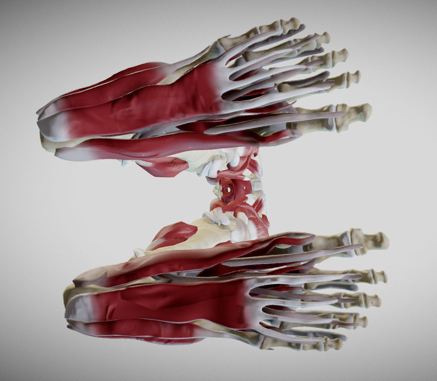 Female lower limb anatomy Low-poly 3D model_4