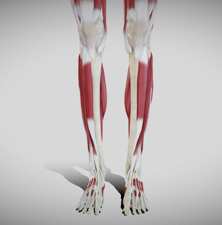 Female lower limb anatomy Low-poly 3D model_9