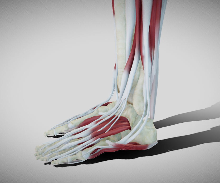 Female lower limb anatomy Low-poly 3D model_8
