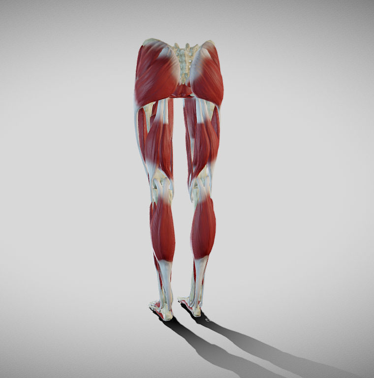Female lower limb anatomy Low-poly 3D model_11