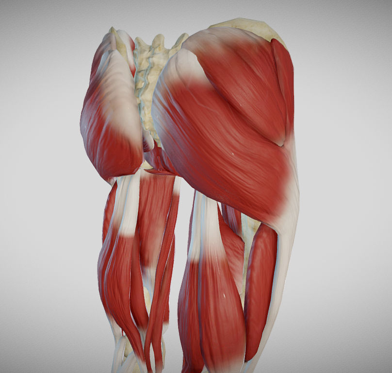 Female lower limb anatomy Low-poly 3D model_23