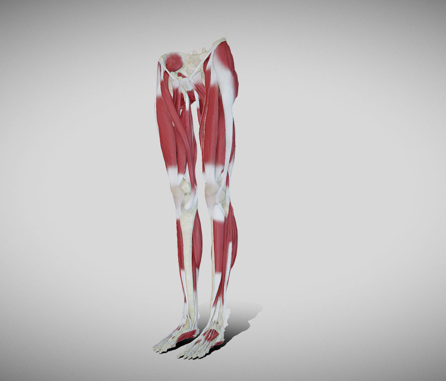 Female lower limb anatomy Low-poly 3D model_20