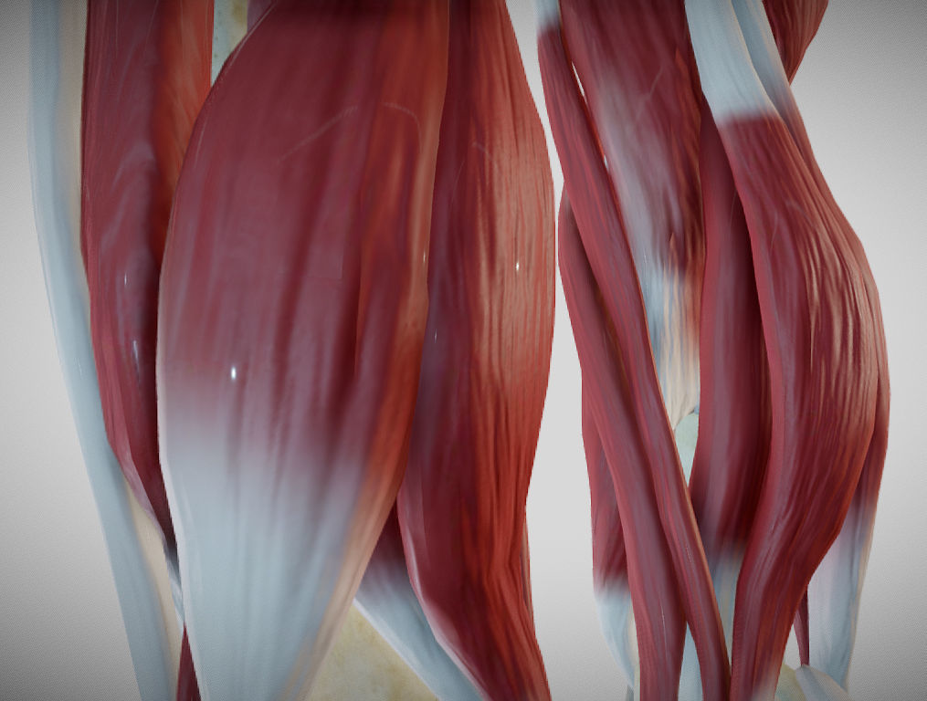 Female lower limb anatomy Low-poly 3D model_17