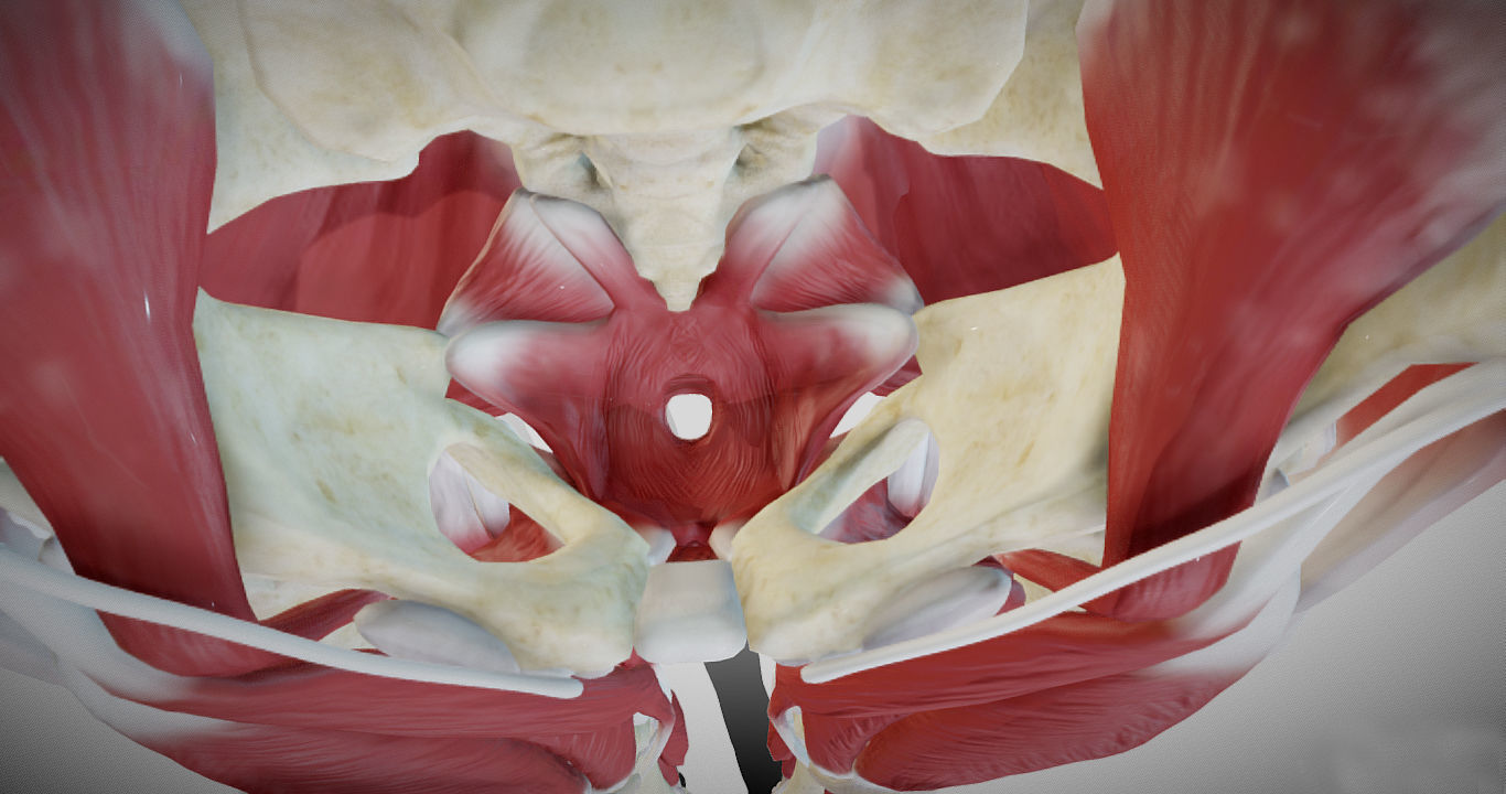 Female lower limb anatomy Low-poly 3D model_15