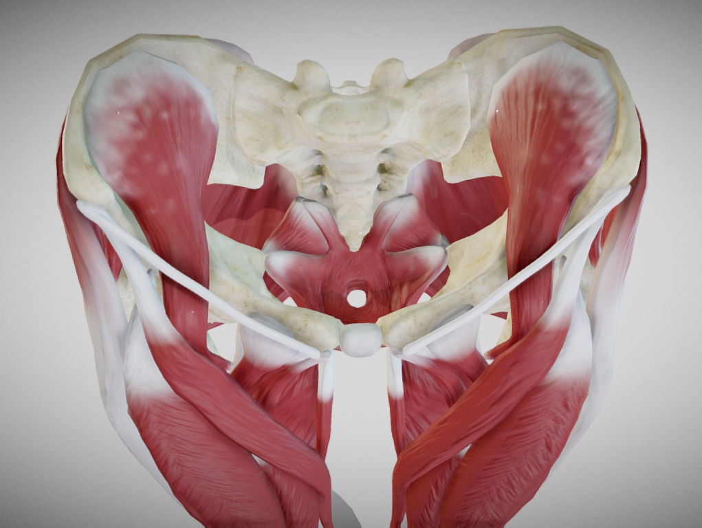 Female lower limb anatomy Low-poly 3D model_22