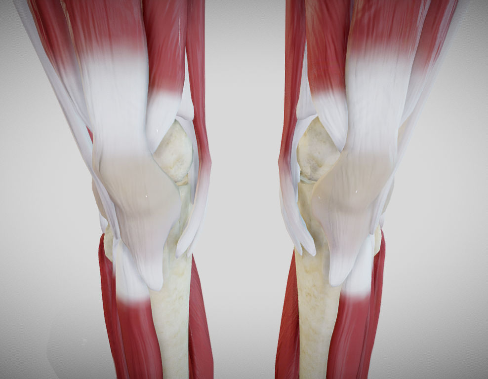 Female lower limb anatomy Low-poly 3D model_16