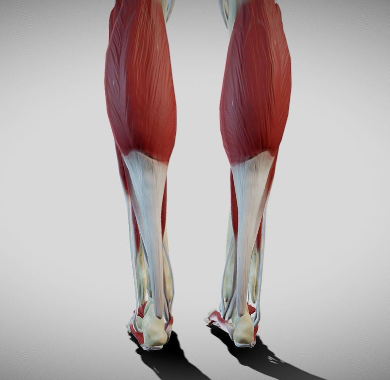 Female lower limb anatomy Low-poly 3D model_10