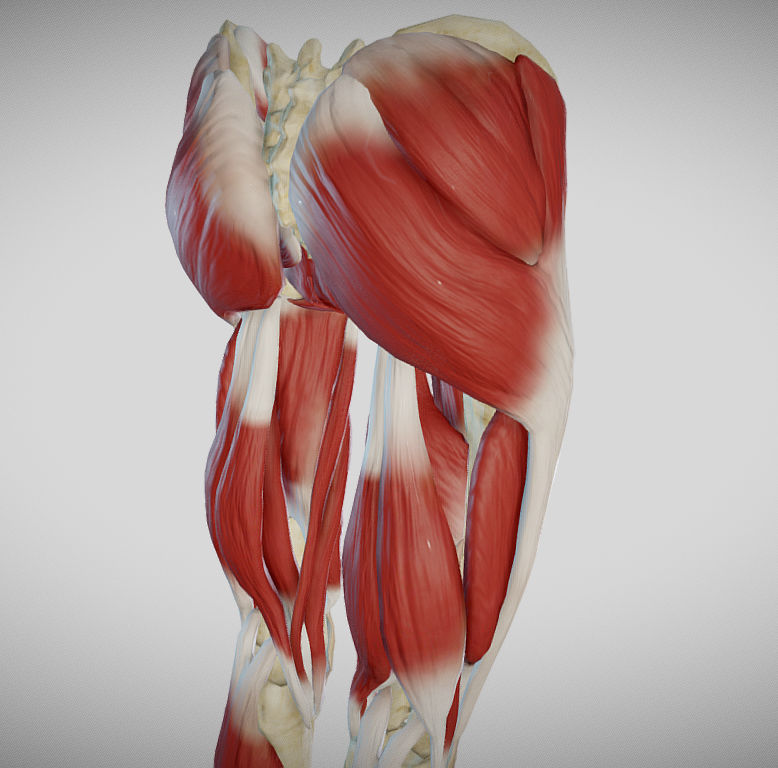 Female lower limb anatomy Low-poly 3D model_6