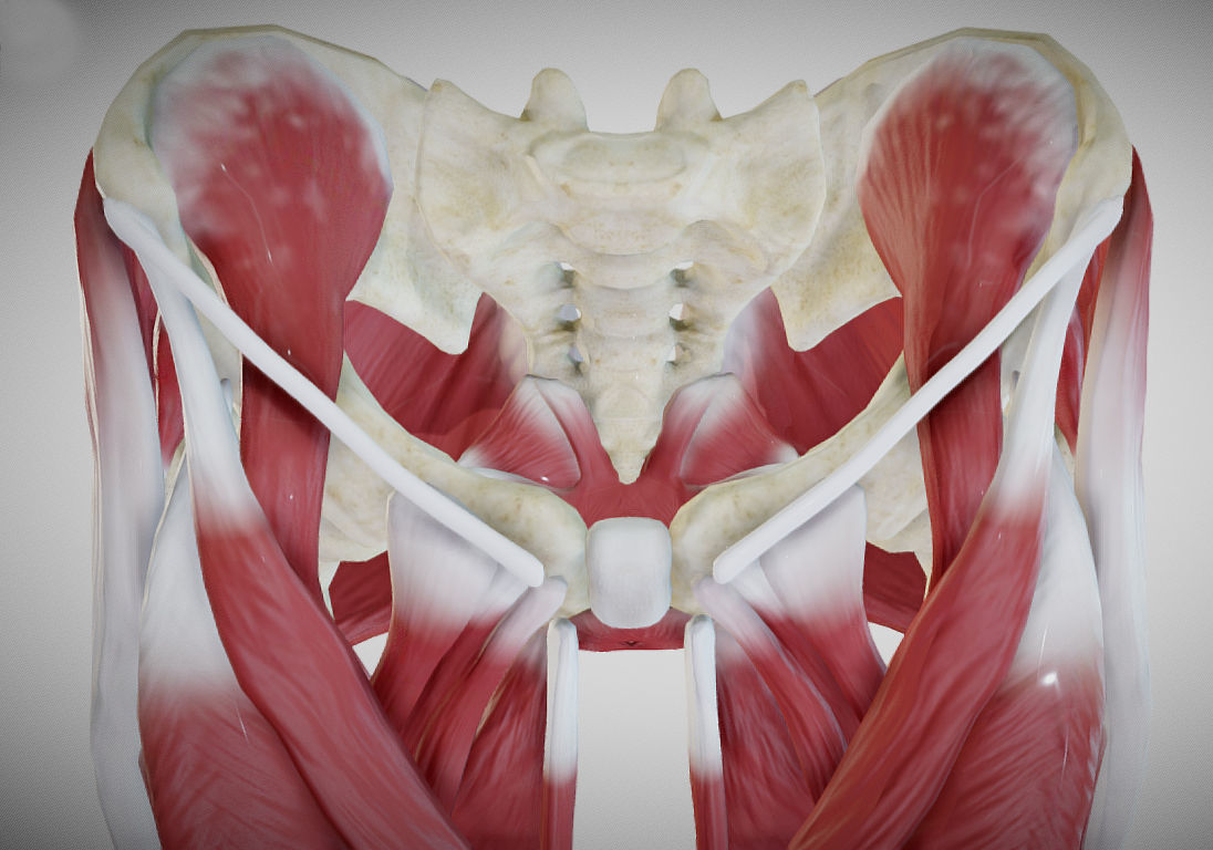 Female lower limb anatomy Low-poly 3D model_14