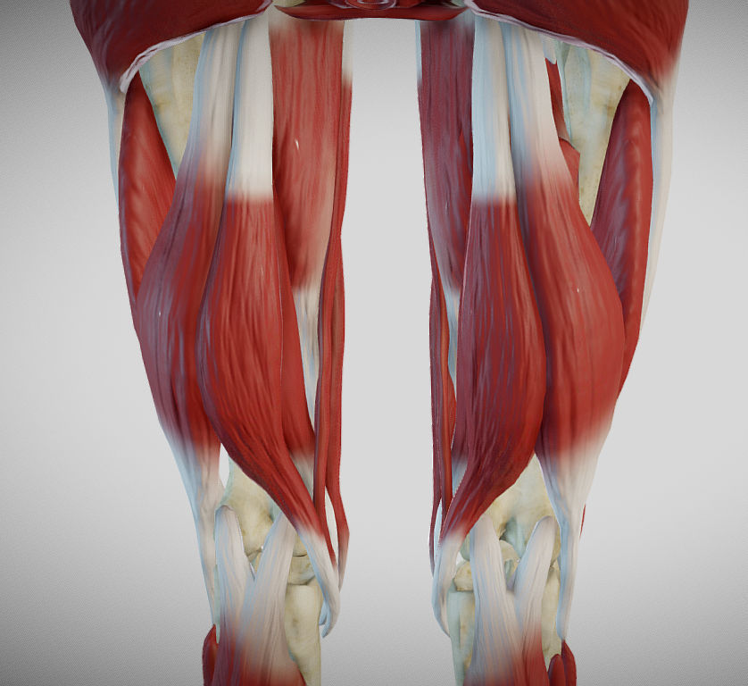 Female lower limb anatomy Low-poly 3D model_12
