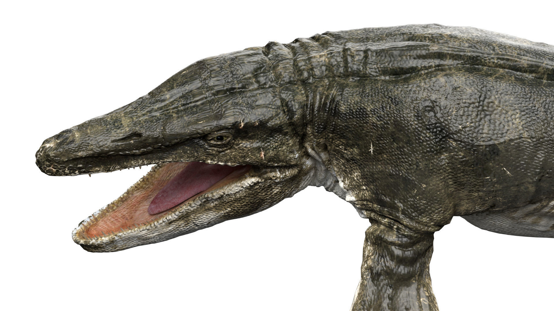 Tylosaurus 3D model Rigged Low-poly 3D model_7