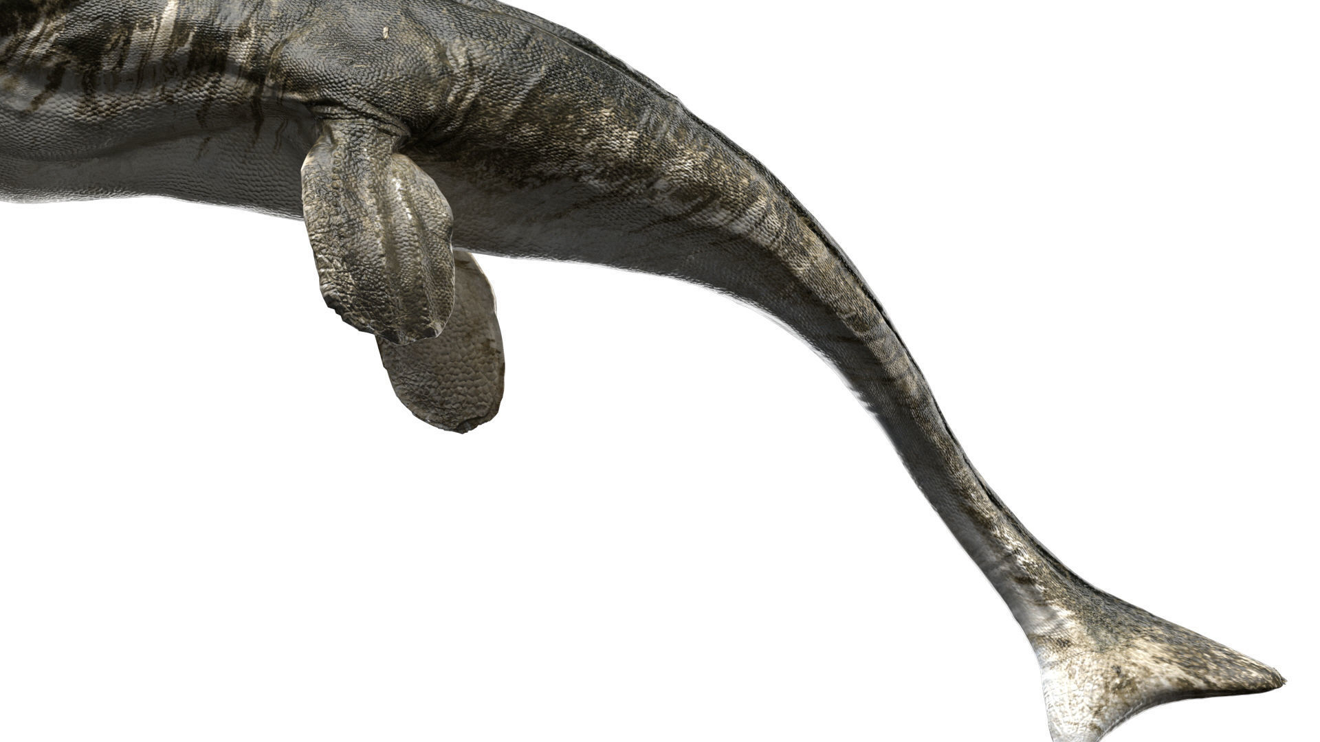Tylosaurus 3D model Rigged Low-poly 3D model_2