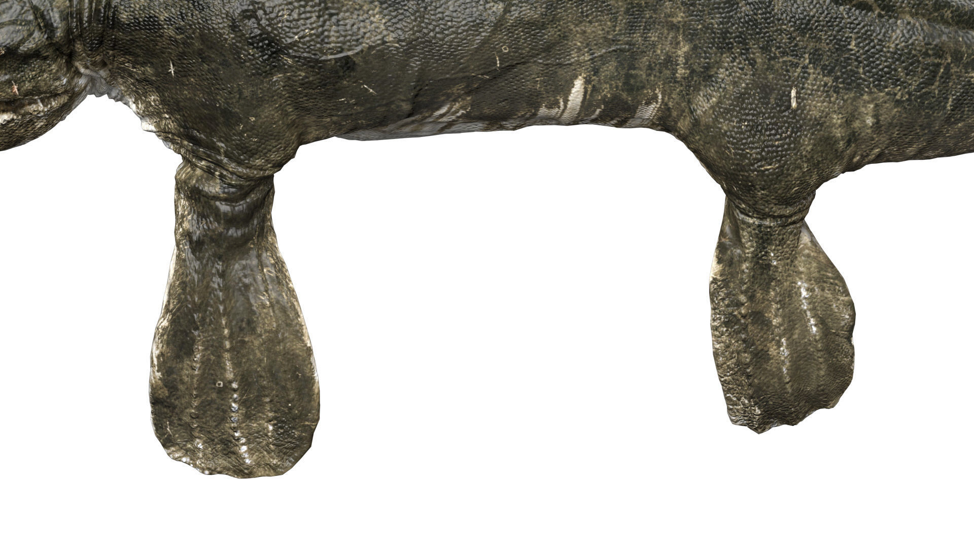 Tylosaurus 3D model Rigged Low-poly 3D model_5