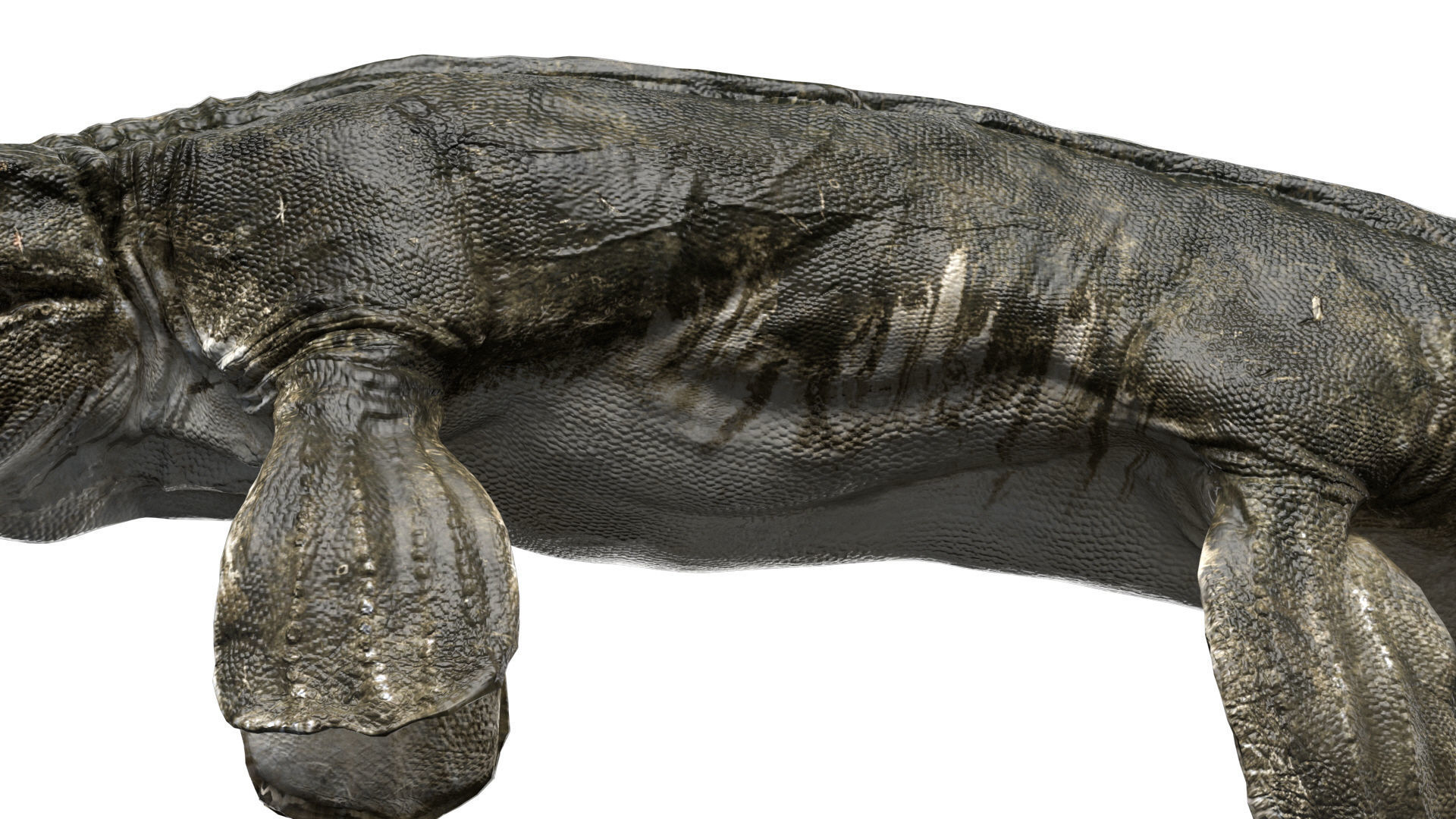 Tylosaurus 3D model Rigged Low-poly 3D model_11